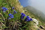 52 Genziana di Koch (Gentiana kochiana)